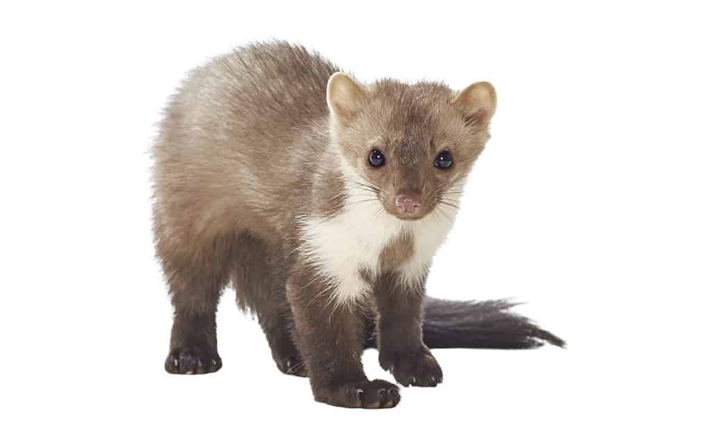 Marderarten steinmarder vertreiben k k